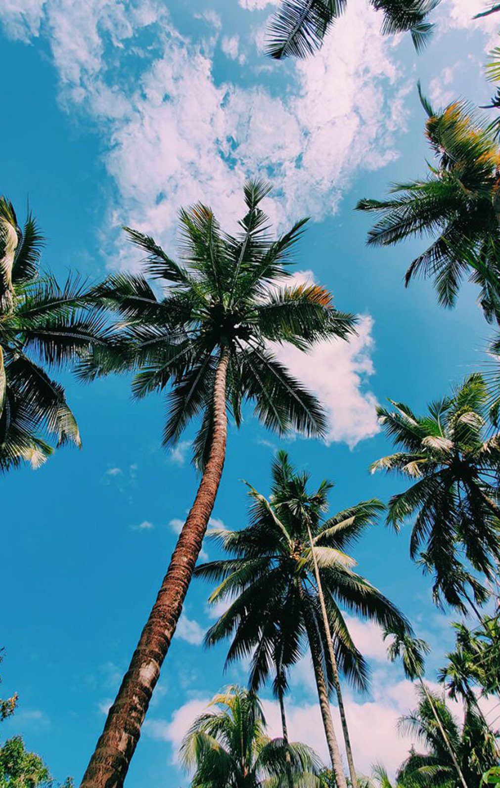 coconutfromindonesia